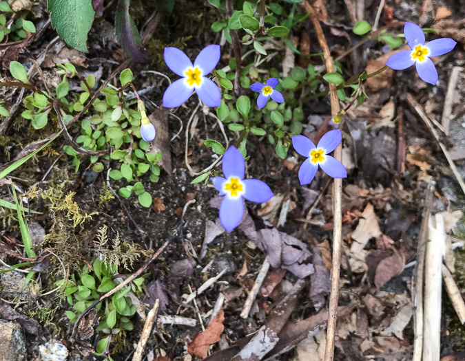 image of Houstonia caerulea, Quaker Ladies, Common Bluet, Innocence, Azure Bluet