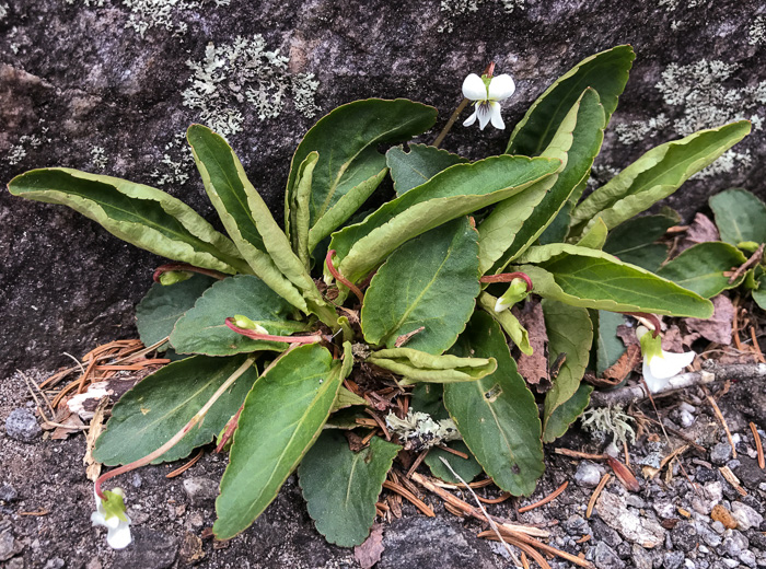 image of Viola primulifolia, Primrose-leaf Violet