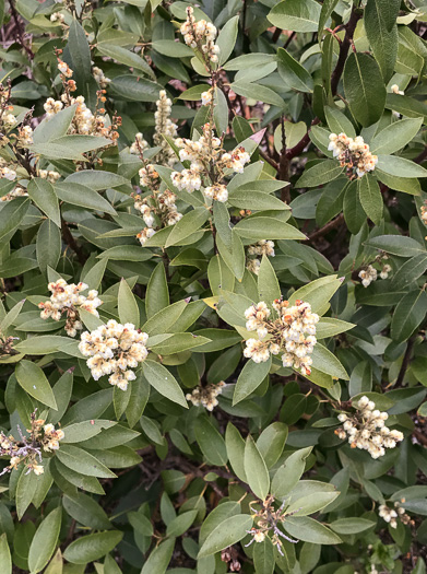 image of Pieris floribunda, Evergreen Mountain Fetterbush, Mountain Andromeda