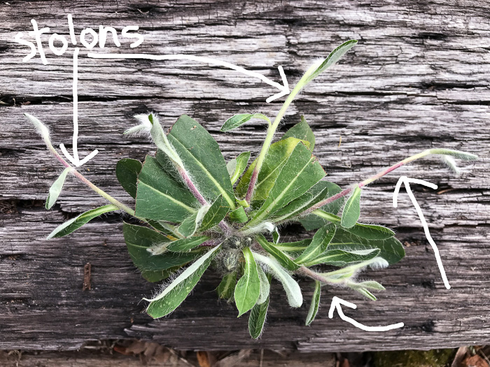 image of Pilosella officinarum, Mouse-ear Hawkweed