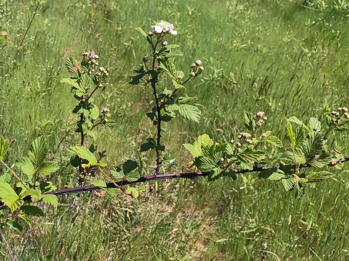 image of Rubus pensilvanicus, Pennsylvania Blackberry, Highbush Blackberry, Eastern Blackberry, Southern Blackberry