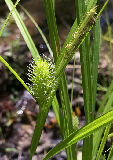 image of Carex lurida, Sallow Sedge