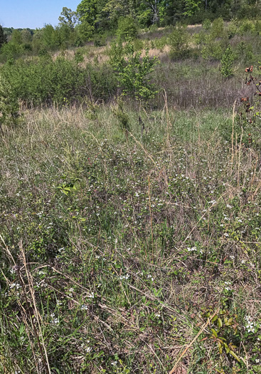 image of Rubus flagellaris, Common Dewberry, Northern Dewberry