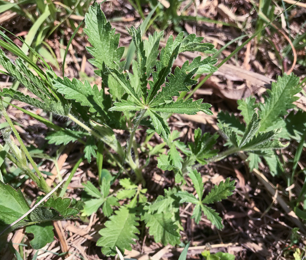 image of Potentilla recta, Rough-fruited Cinquefoil, Sulphur Cinquefoil, Sulphur Five-fingers