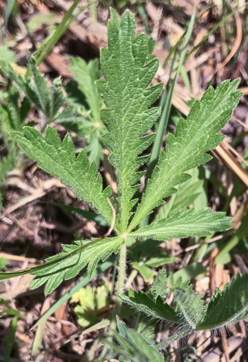 image of Potentilla recta, Rough-fruited Cinquefoil, Sulphur Cinquefoil, Sulphur Five-fingers