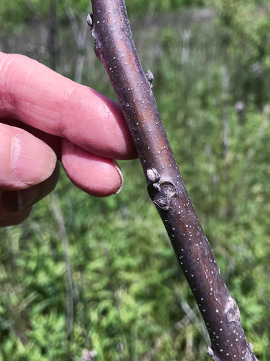 image of Juglans nigra, Black Walnut