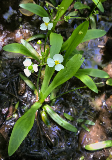 image of Sagittaria fasciculata, Bunched Arrowhead