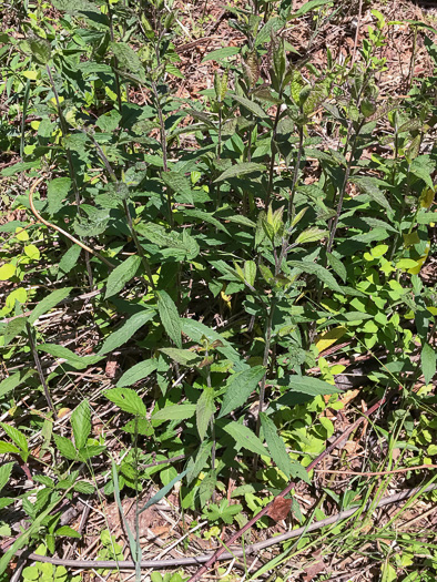 image of Solidago rugosa var. celtidifolia, Hackberry-leaf Goldenrod