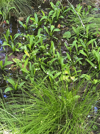 image of Sagittaria fasciculata, Bunched Arrowhead