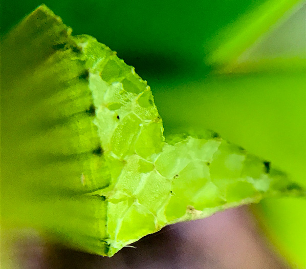 image of Sparganium americanum, American Bur-reed