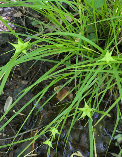 image of Carex intumescens var. intumescens, Bladder Sedge, Pregnant Sedge