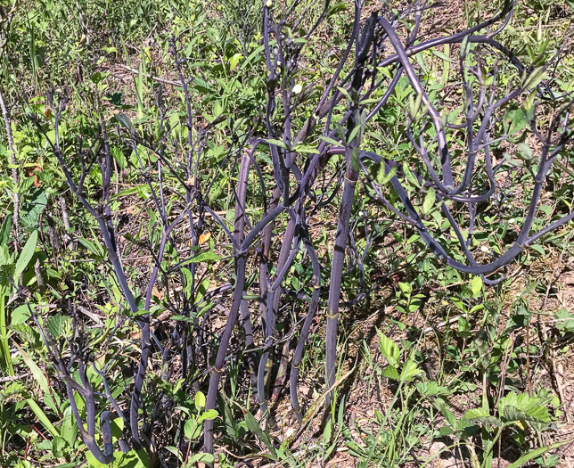 image of Baptisia albescens, Narrow-pod White Wild Indigo, Spiked Wild Indigo