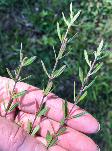 image of Lechea racemulosa, Racemose Pinweed, Appalachian Pinweed, Oblong-fruit Pinweed