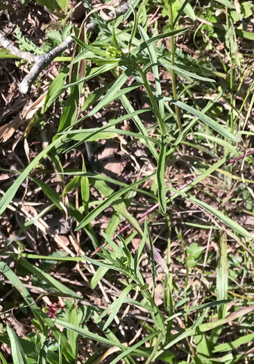 image of Erigeron strigosus var. strigosus, Daisy Fleabane, Common Rough Fleabane, Prairie Fleabane, Slender Daisy Fleabane