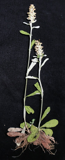 image of Gamochaeta impatiens, Elegant Cudweed, Shiny Cudweed, American Everlasting