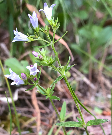 image of Houstonia longifolia var. compacta, Eastern Longleaf Bluet