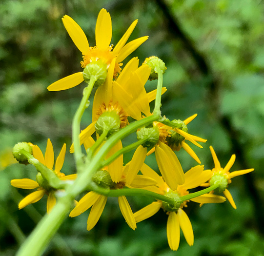 image of Packera anonyma, Small's Ragwort, Squaw-weed, Appalachian Ragwort