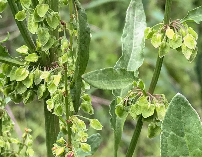 image of Rumex crispus ssp. crispus, Curly Dock, Yellow Dock