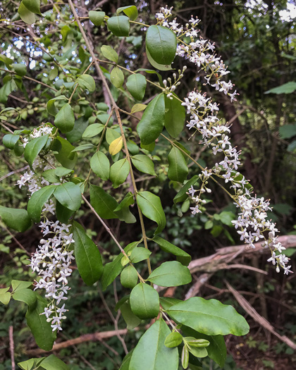 image of Ligustrum sinense, Chinese Privet, "privy hedge"