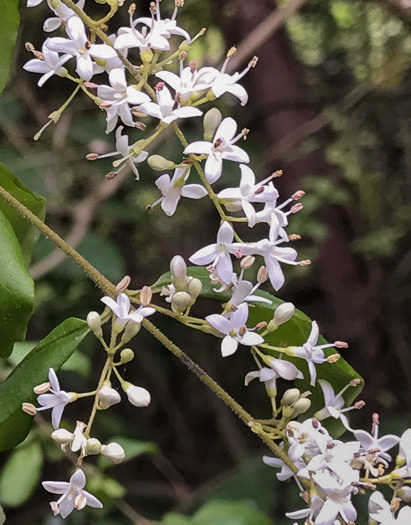 image of Ligustrum sinense, Chinese Privet, "privy hedge"