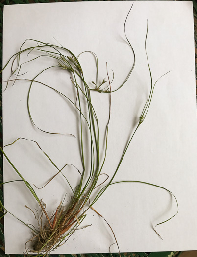 image of Juncus tenuis, Path Rush, Poverty Rush, Slender Rush