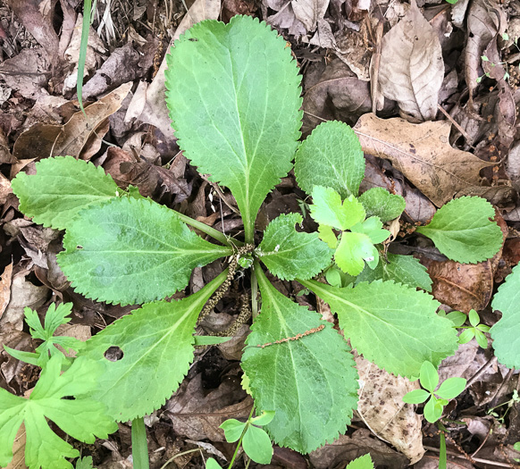 image of Packera obovata, Roundleaf Ragwort, Roundleaf Groundsel, Spatulate-leaved Ragwort, Running Ragwort