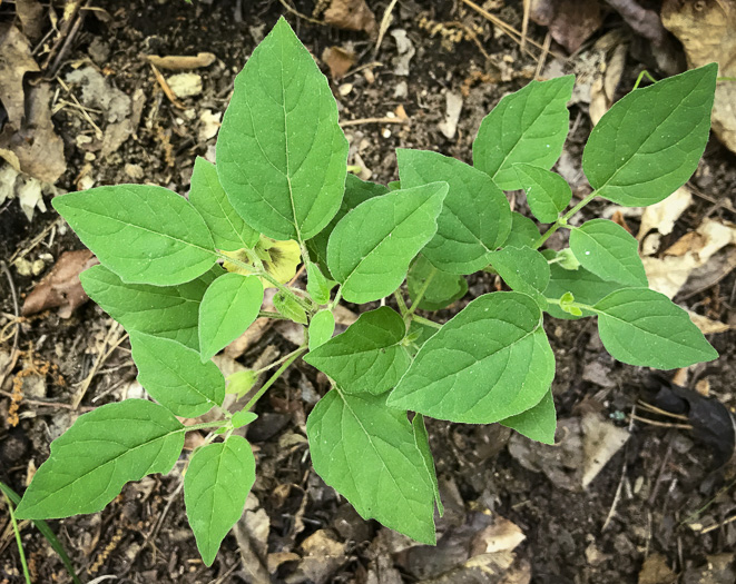 image of Physalis virginiana, Virginia Ground-cherry