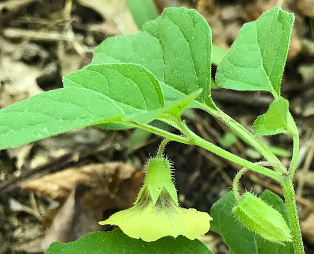 image of Physalis virginiana, Virginia Ground-cherry