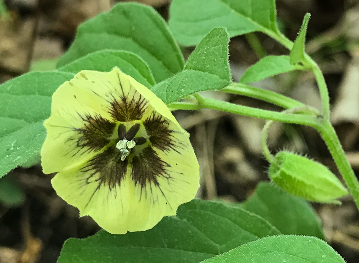 image of Physalis virginiana, Virginia Ground-cherry