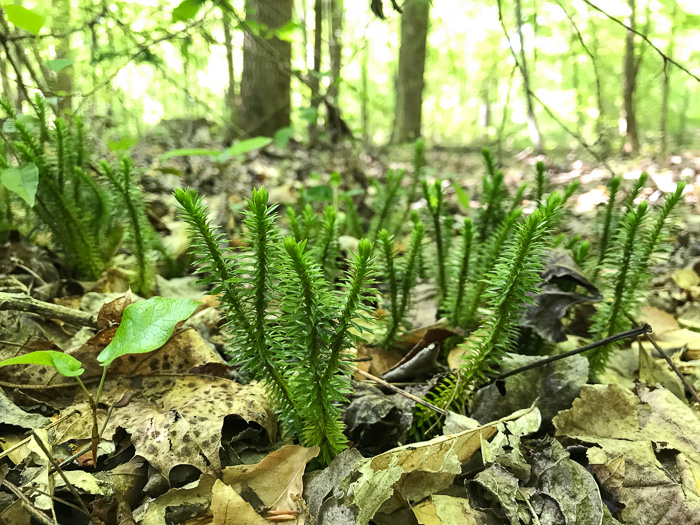 image of Huperzia lucidula, Shining Clubmoss, Shining Firmoss