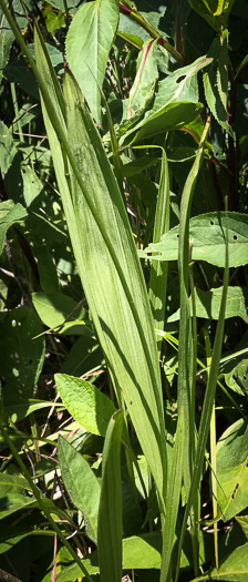 image of Calopogon tuberosus var. tuberosus, Common Grass-pink