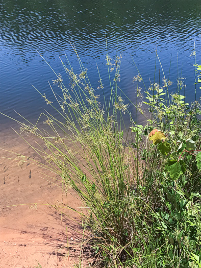 image of Juncus effusus ssp. solutus, Soft Rush, Common Rush