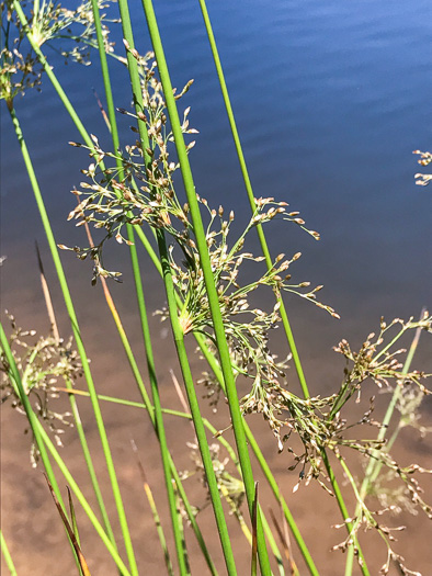 image of Juncus effusus ssp. solutus, Soft Rush, Common Rush