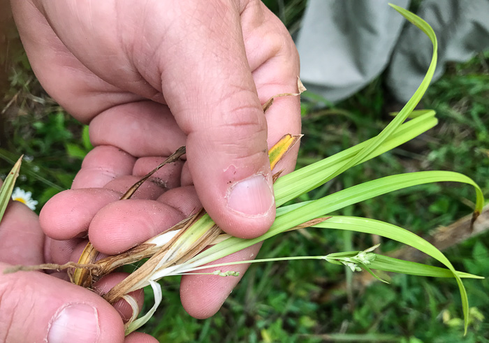 image of Carex abscondita, Thicket Sedge