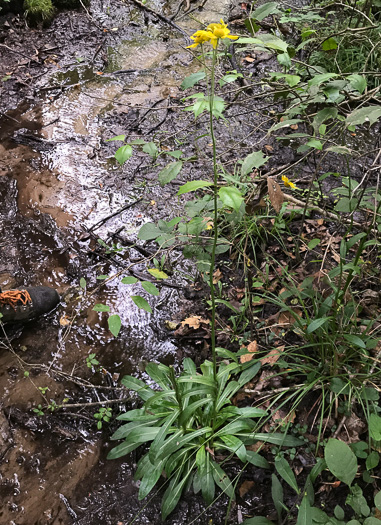 image of Helenium brevifolium, Littleleaf Sneezeweed, Shortleaf Sneezeweed