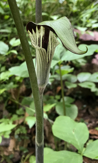 image of Arisaema species 2, Jack-in-the-Pulpit