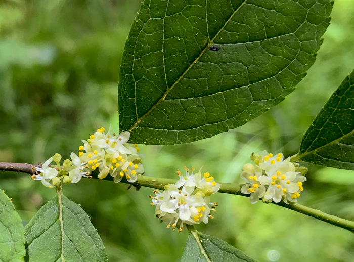 image of Ilex verticillata, Downy Winterberry, "Black Alder"