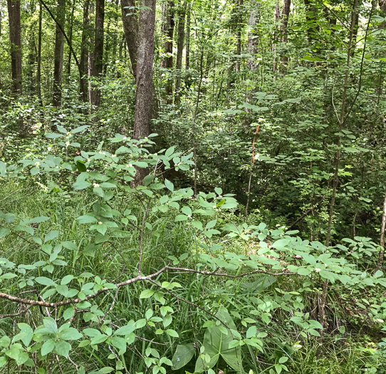 image of Ilex verticillata, Downy Winterberry, "Black Alder"