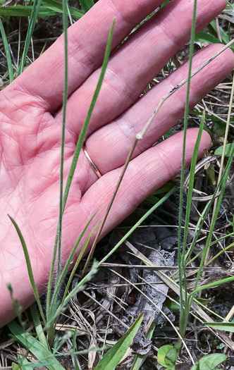 image of Plantago aristata, Bracted Plantain, Large-bracted Plantain, Buckhorn Plantain