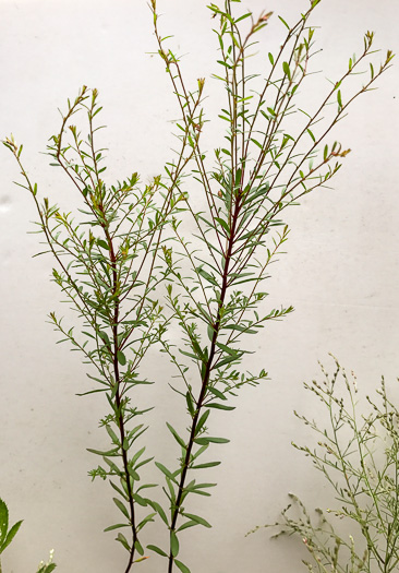 image of Lechea racemulosa, Racemose Pinweed, Appalachian Pinweed, Oblong-fruit Pinweed