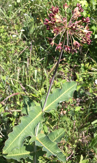 image of Asclepias amplexicaulis, Wavyleaf Milkweed, Clasping Milkweed, Sand Milkweed, Blunt-leaved Milkweed