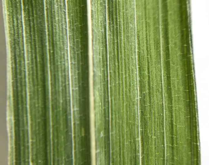 image of Arundinaria appalachiana, Hill Cane