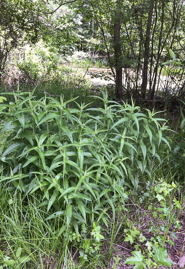 image of Eupatorium perfoliatum, Boneset