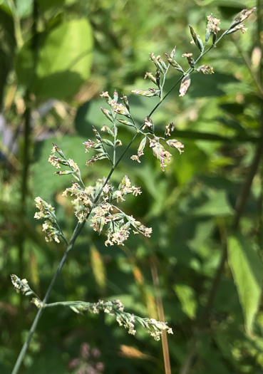 image of Poa compressa, Canada Bluegrass, Flat-stemmed Bluegrass