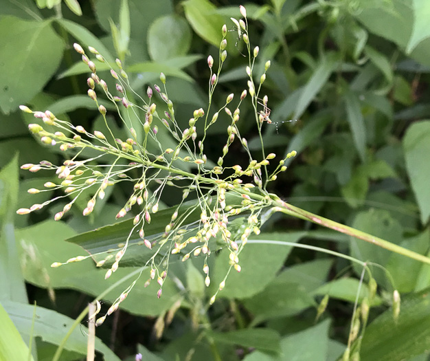 image of Dichanthelium clandestinum, Deer-tongue Witchgrass