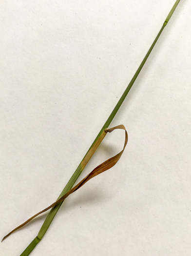 image of Poa compressa, Canada Bluegrass, Flat-stemmed Bluegrass