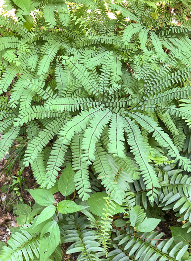 Northern Maidenhair Fern