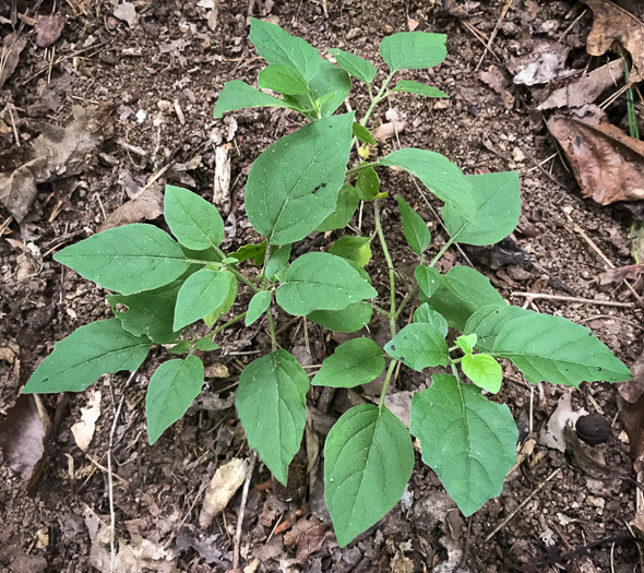 image of Physalis virginiana, Virginia Ground-cherry