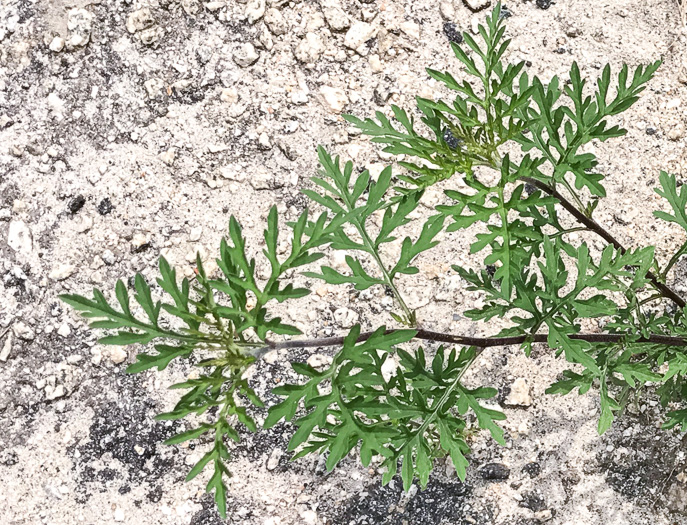 image of Ambrosia artemisiifolia, Annual Ragweed, Common Ragweed, Hogweed