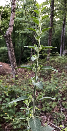 image of Aureolaria virginica, Downy False Foxglove, Downy Oak-leach, Virginia Oak-leach, Downy Yellow False Foxglove